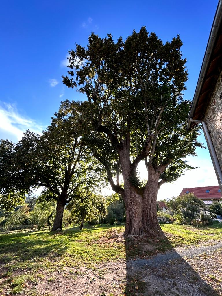 photo d'un arbre avec une maison en arrière plan